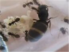 北京誠(chéng)信蟲(chóng)控防治服務(wù)公司 專業(yè)蟲(chóng)害防治與電腦圖文設(shè)計(jì)制作